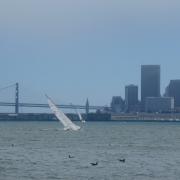 Coming back from Alcatraz