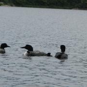 Loons