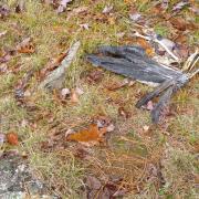 Presumably a bird