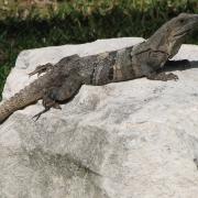 Lizard at the resort