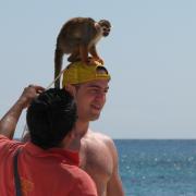 Monkey on the beach