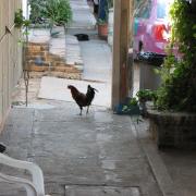 Chickens wandering around town