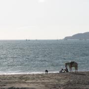 Horse on the beach