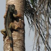 Mexican lizard