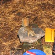 Chipmunk!