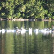 Geese
