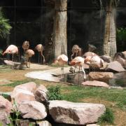 Flamingos