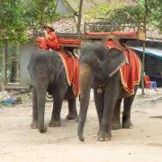 Elephant tours at Angkor Wat