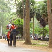Elephant tours at Angkor Wat