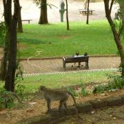 Monkeys by Wat Phnom in Phnom Penh