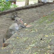 Monkeys by Wat Phnom in Phnom Penh