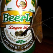 Some crazy moth in Sihanoukville