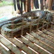 Snake in the Mekong delta