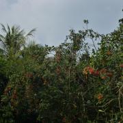 Lychee trees in the Mekong delta