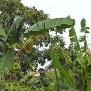 Banana tree in the Mekong delta