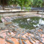 Crocodile farm in the Mekong delta