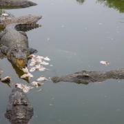 Crocodile farm in the Mekong delta