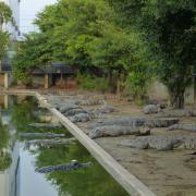 Crocodile farm in the Mekong delta