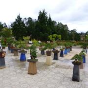 Flower festival in Da Lat
