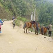 Horses in Sapa