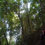 Jungle on day 1