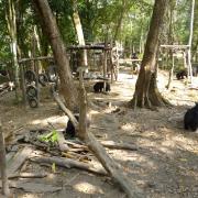 Bears near Kouang Si waterfall