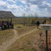 Mulberry trees at the silk farm