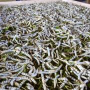 Silkworms at the silk farm