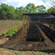 Mulberry seedlings at the silk farm